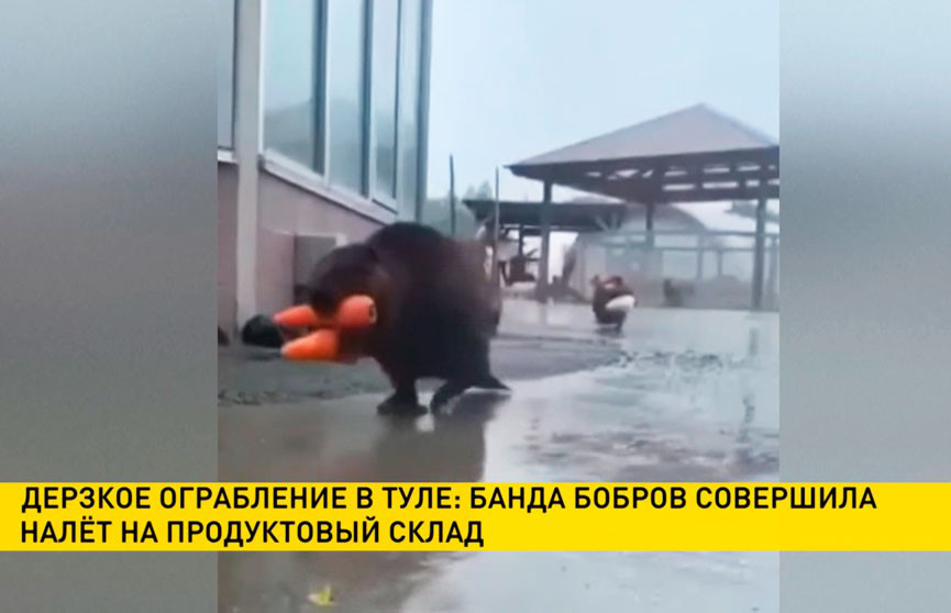 Бобры ограбили продовольственный склад