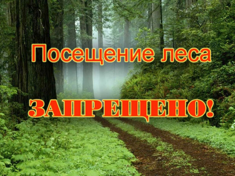 В Рогачевском районе ввели запрет на посещение лесов