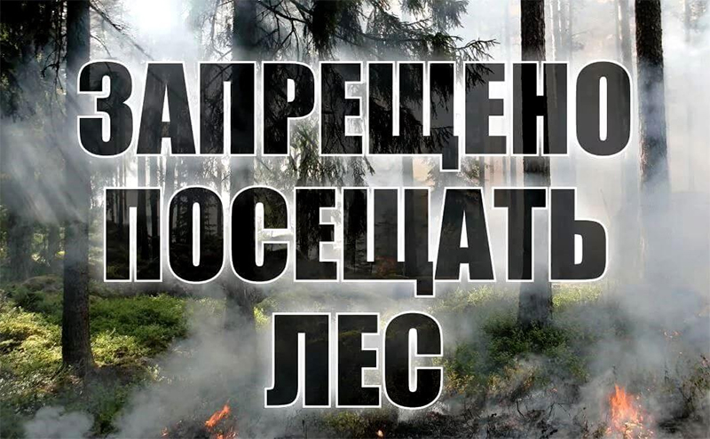 В Рогачевском районе введен запрет на посещение лесов