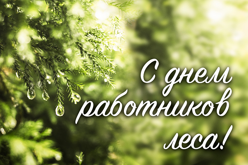 17 сентября – День работников леса. С праздником!