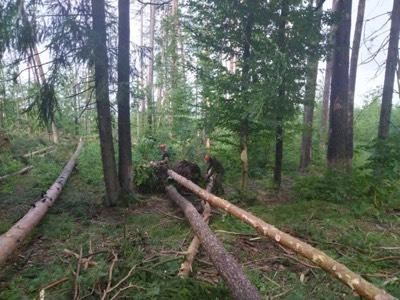 В Рогачевском районе лесхоз устраняет последствия урагана