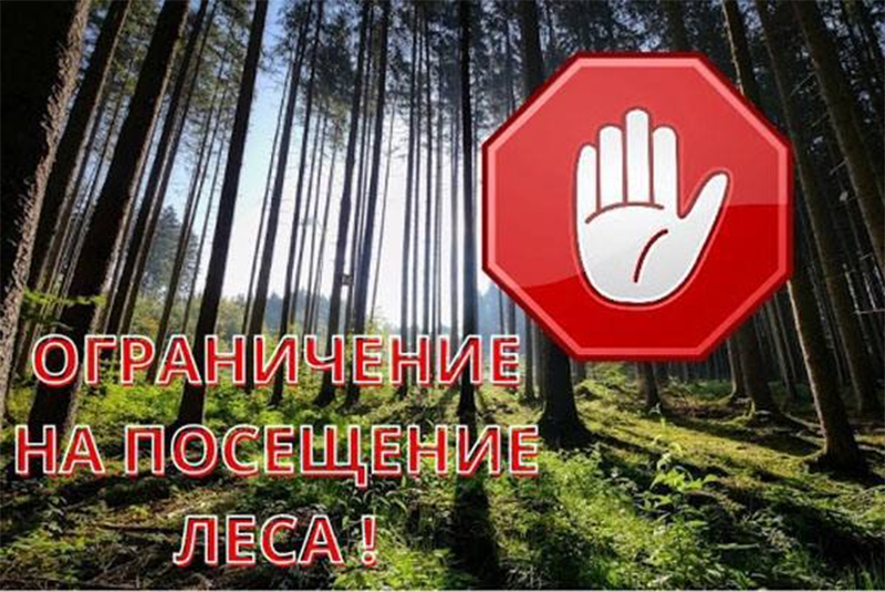 Жара + лес = ограничение