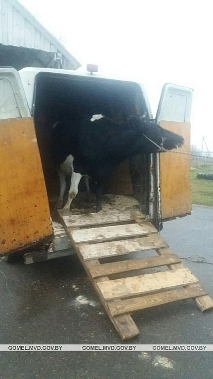 В Рогачевском районе задержали машину с украденными коровами