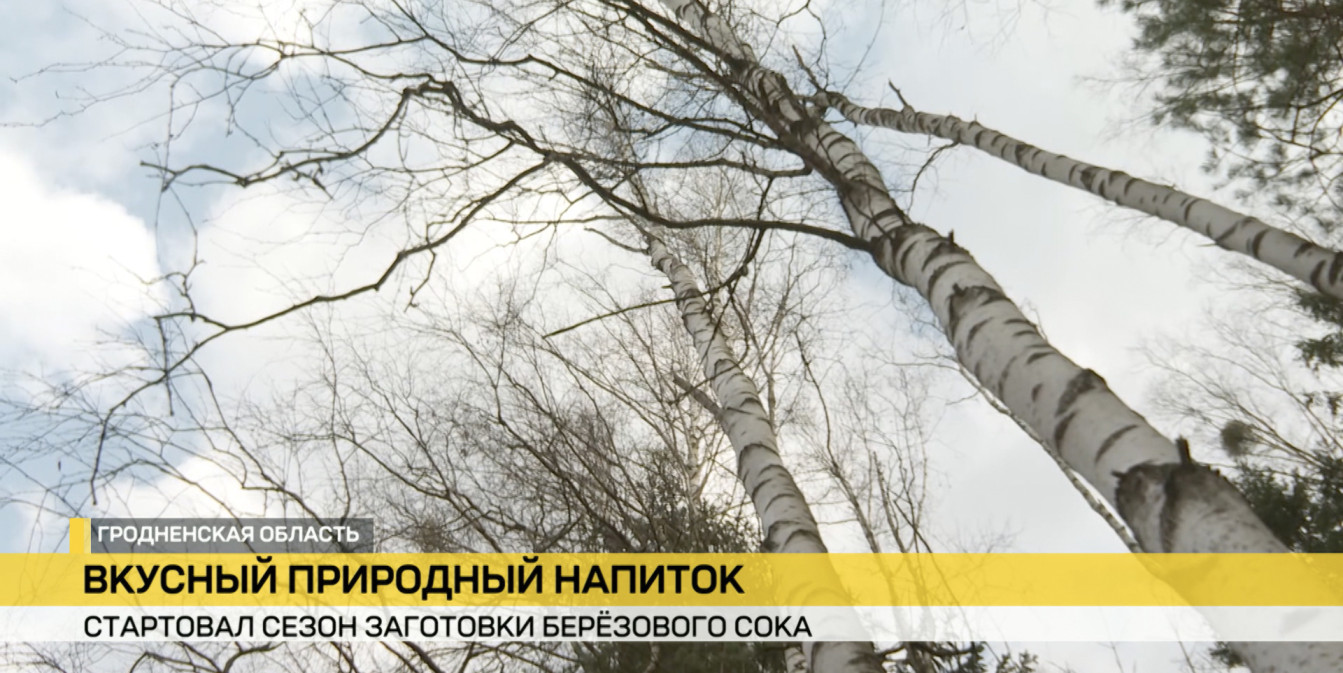 В Беларуси официально стартовал сезон заготовки березового сока