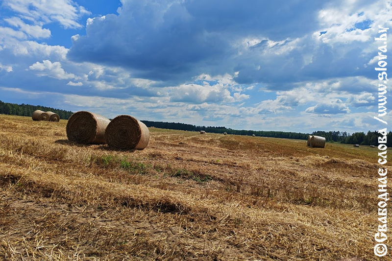Разговор с полем, или Один день из жизни агронома