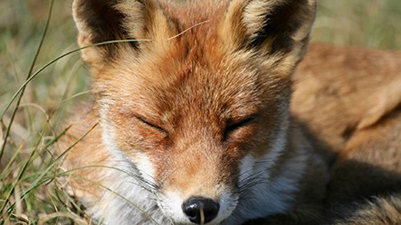 Домашняя лиса научилась выполнять команды хозяина не хуже, чем собака