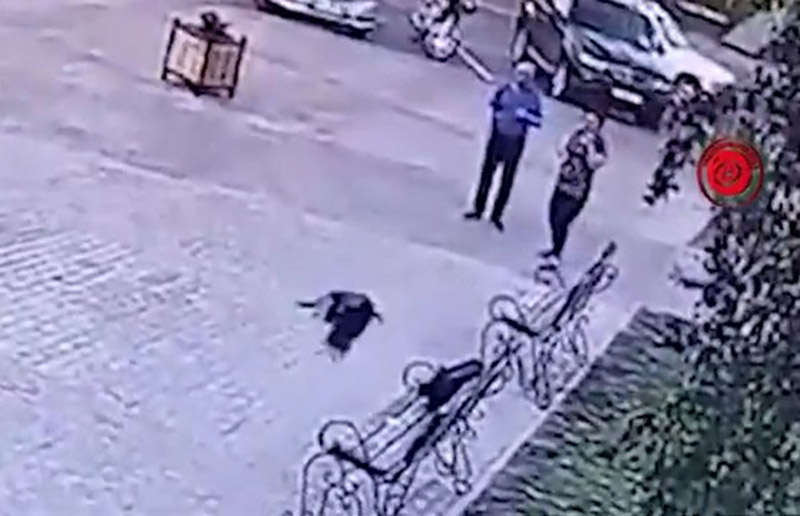 Ворона утащила из рюкзака парня деньги, которые он накануне украл у 52-летней женщины