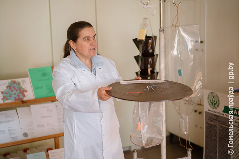 В Гомеле почти готов биологический препарат против короеда