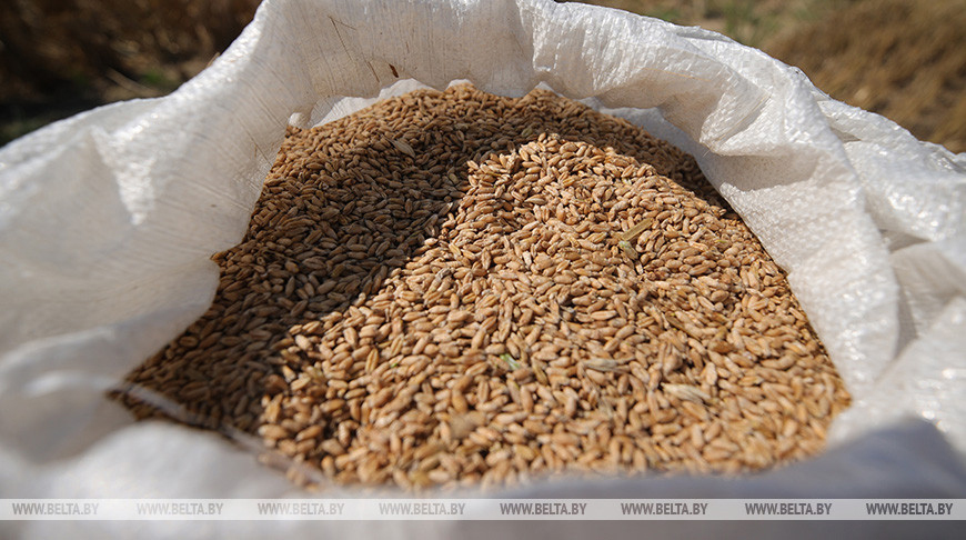Беларусь вводит лицензирование вывоза зерновых