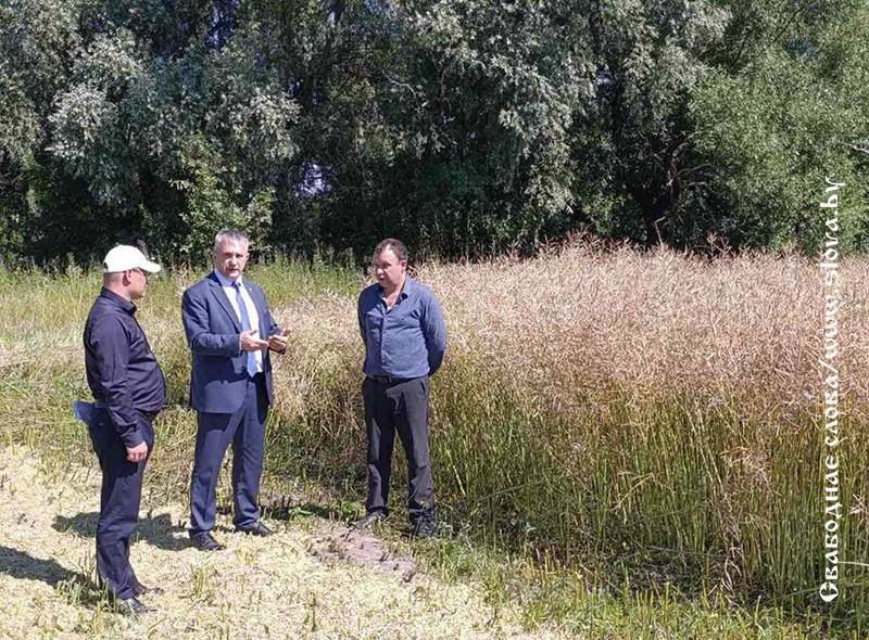 В поле зрения губернатора - уборочная на Рогачевщине 
