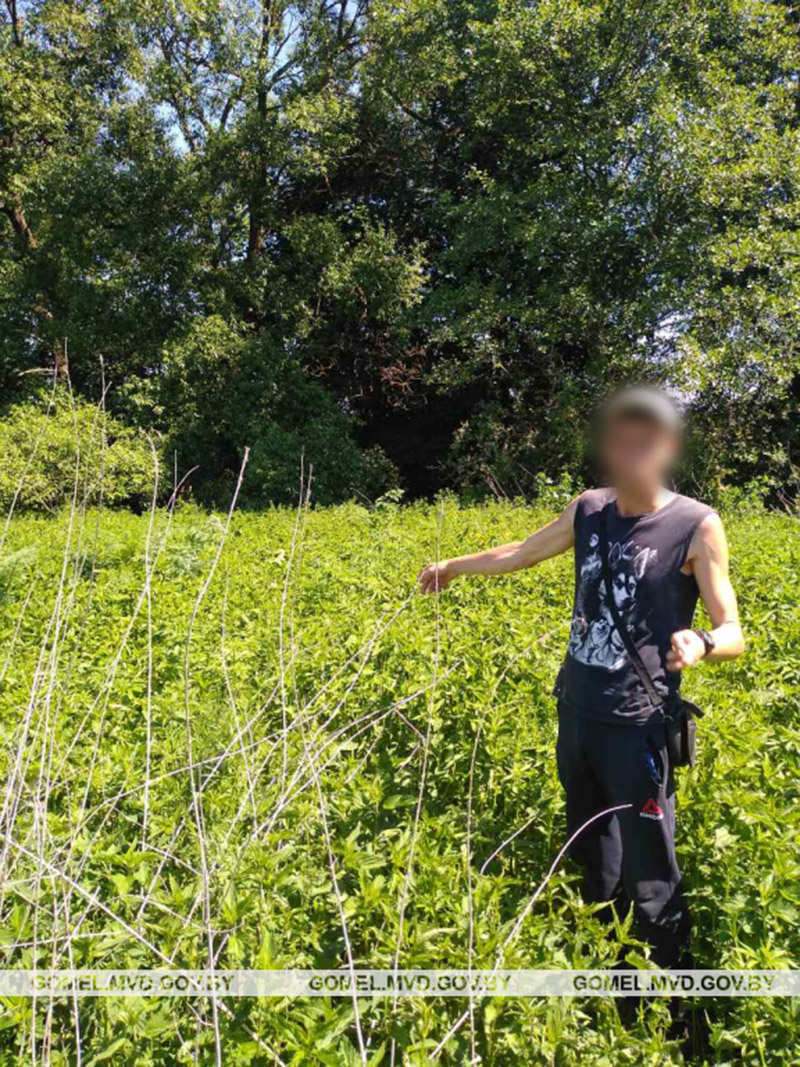 В Рогачёвском районе правоохранители задержали мужчину во время сбора конопли