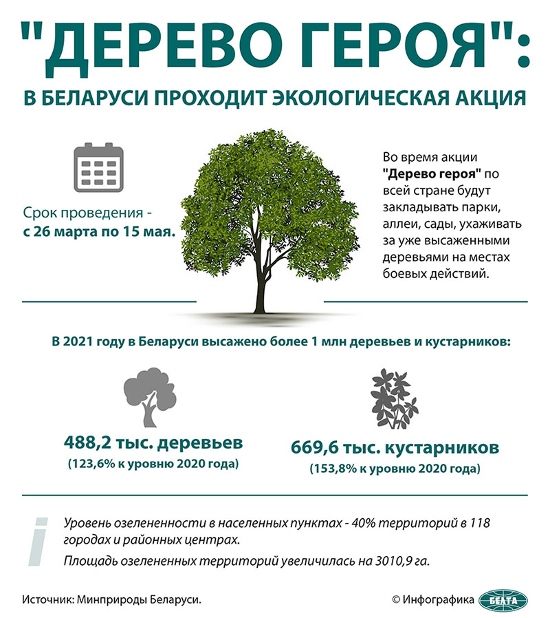 "Дерево героя": в Беларуси проходит экологическая акция