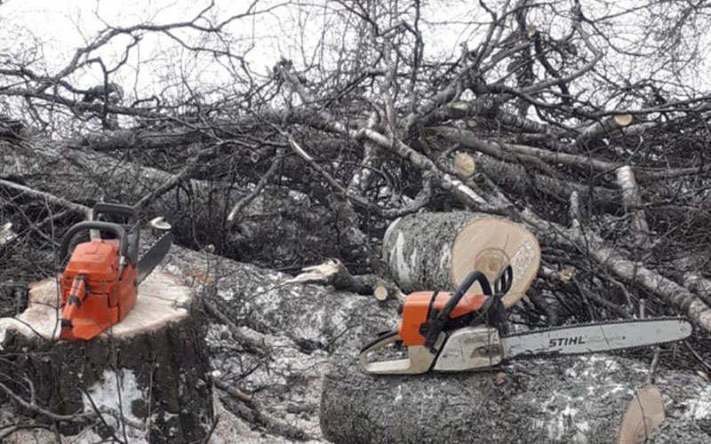 Упавшее дерево «свалило» лесоруба, работавшего в Рогачёвском районе