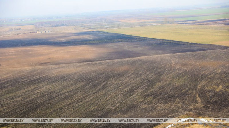 В Гомельской области от заморозков погибла 21 тыс. га посевов