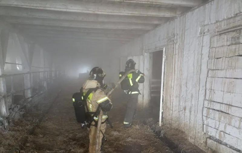 На пожаре в Рогачевском районе спасено 180 коров