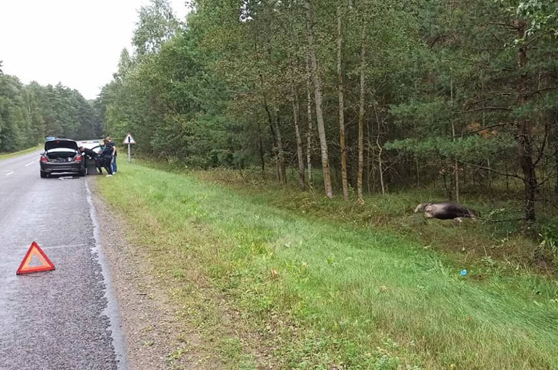В Рогачевском районе на «Мерседес» наскочил лось