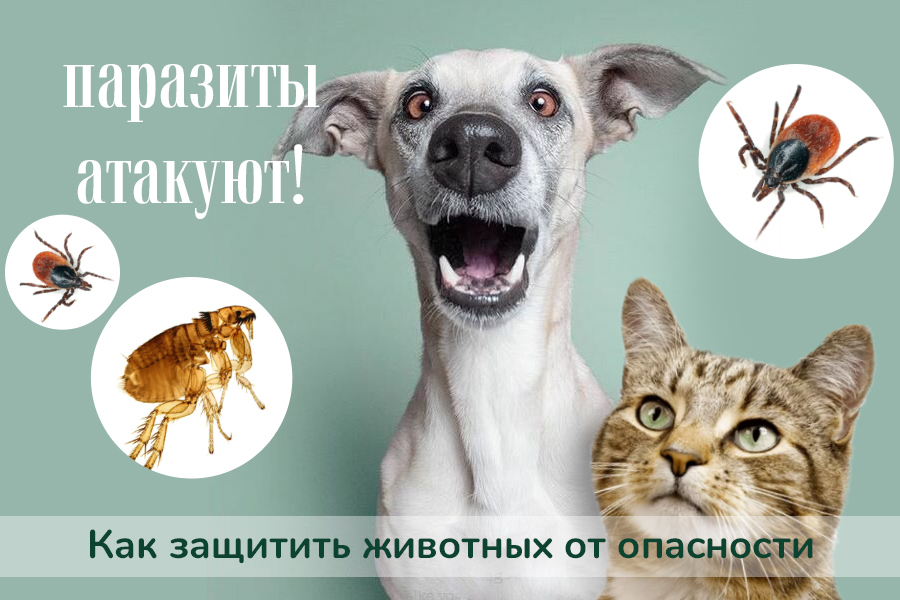  Защита питомца от паразитов