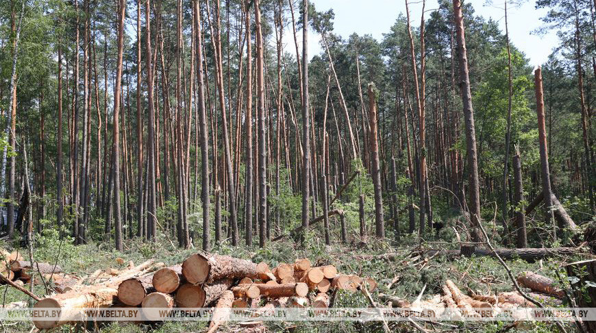 В Гомельской области снят режим ЧС, ранее введенный из-за последствий ураганного ветра