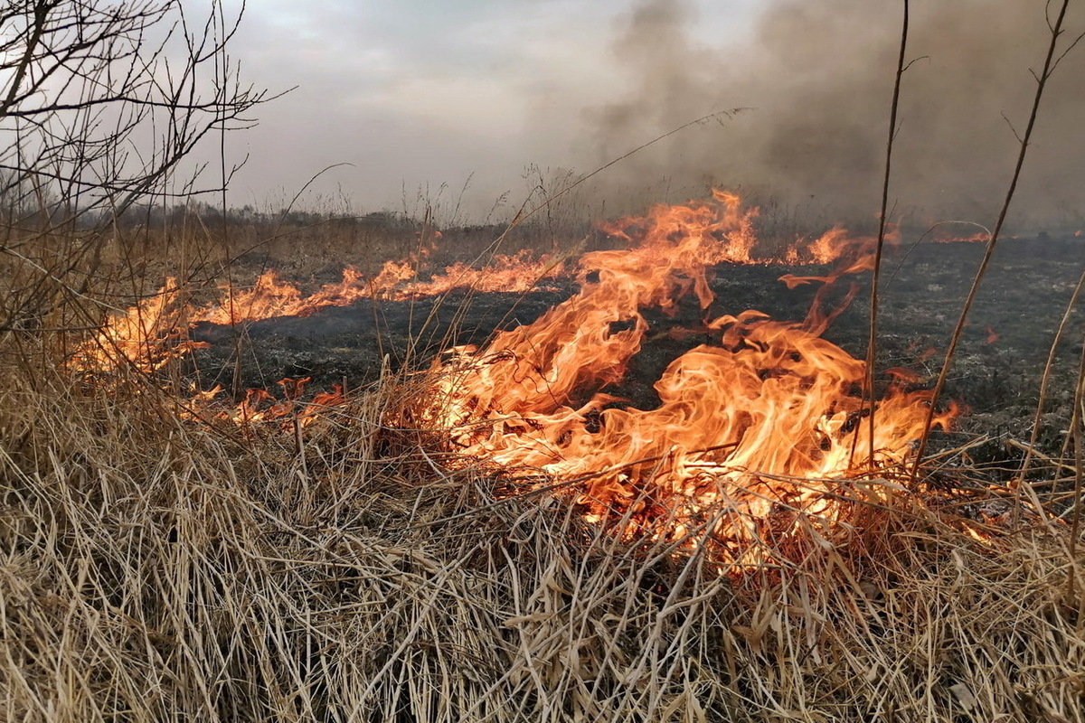 Рогачевцы, не допускайте палов! Берегите природу и свою жизнь!
