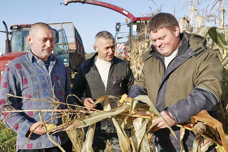Кормозаготовка в Рогачёвском районе. Чтобы обеспечить сытную зимовку скота