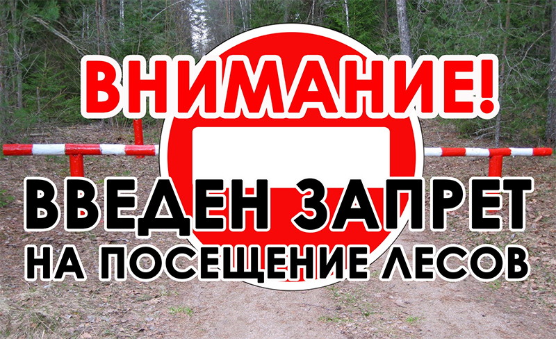 Запреты и ограничения на посещение лесов введены в 99 районах Беларуси