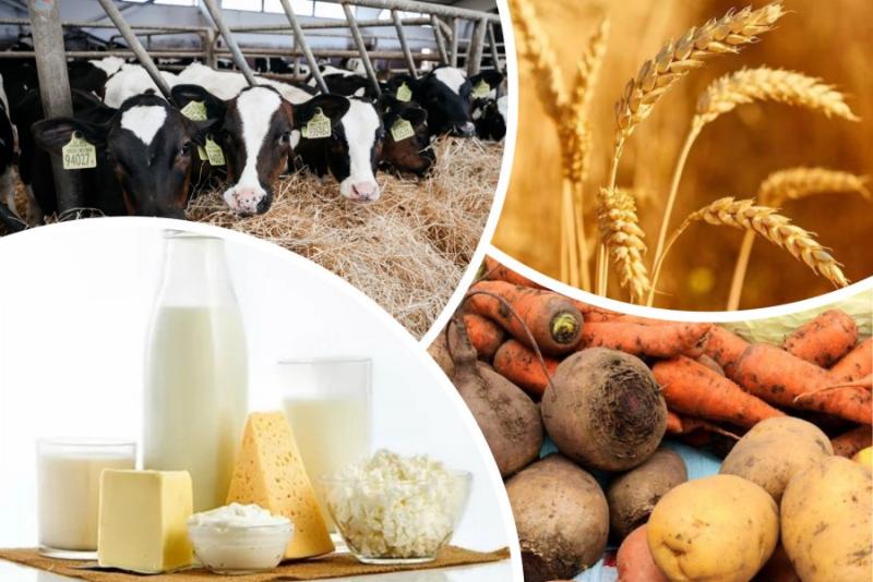 Производство сельхозпродукции в Беларуси в январе-июне увеличилось на 4,7%