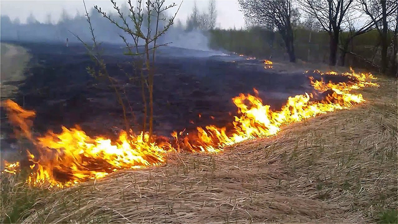 Трава уже горит: в Гомельской области в природных экосистемах произошло 29 пожаров